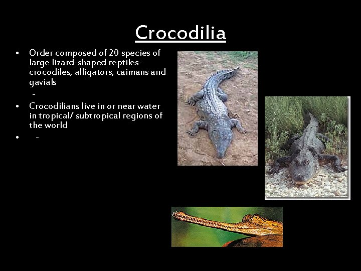 Crocodilia • Order composed of 20 species of large lizard-shaped reptilescrocodiles, alligators, caimans and