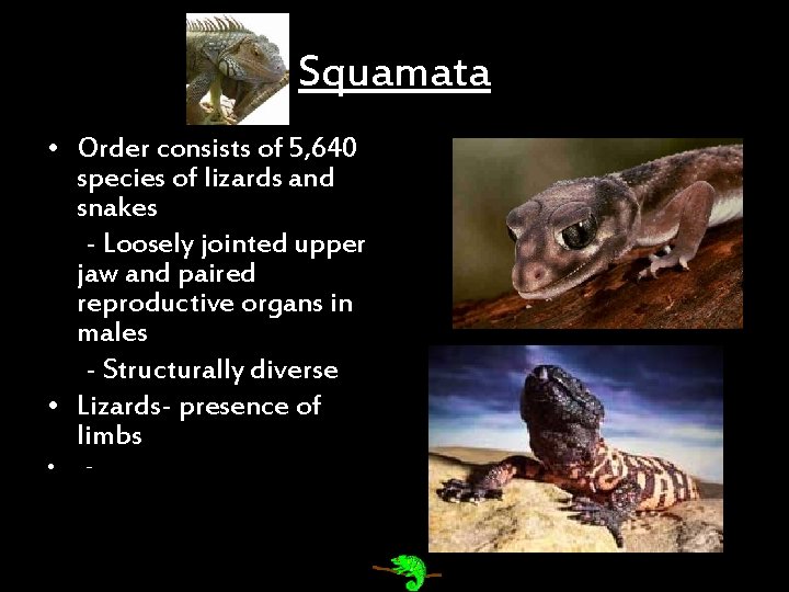 Squamata • Order consists of 5, 640 species of lizards and snakes - Loosely