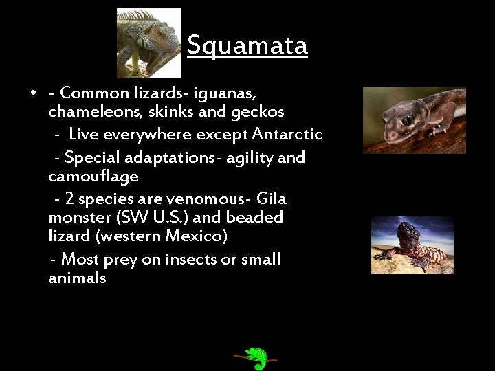 Squamata • - Common lizards- iguanas, chameleons, skinks and geckos - Live everywhere except