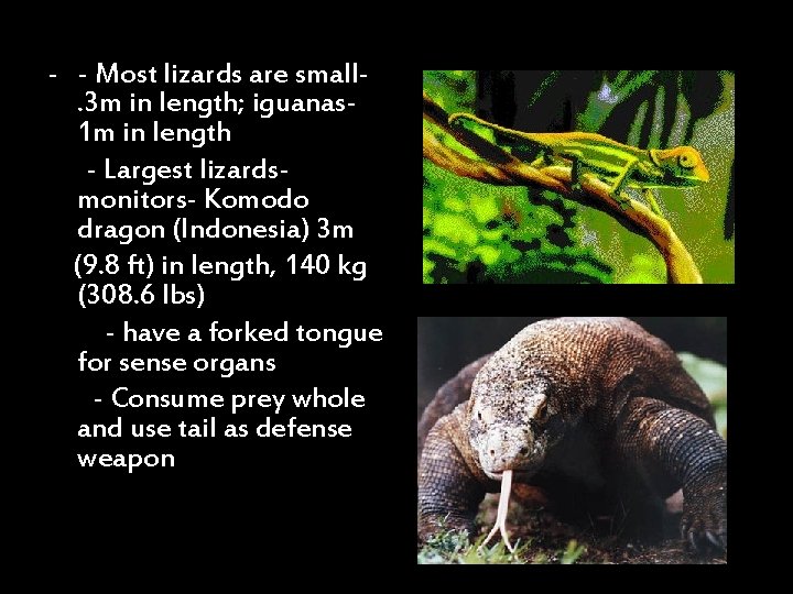 - - Most lizards are small. 3 m in length; iguanas 1 m in
