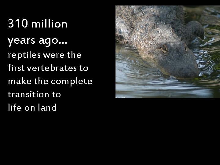 310 million years ago… reptiles were the first vertebrates to make the complete transition