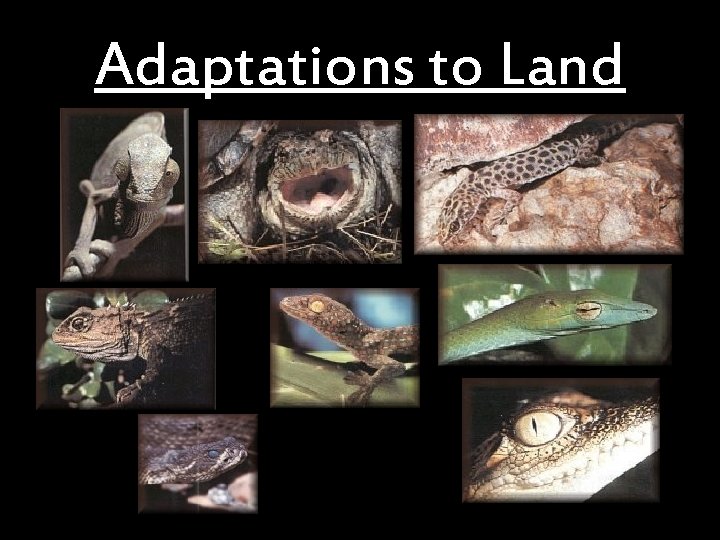 Adaptations to Land 