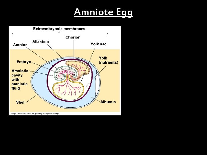 Amniote Egg 