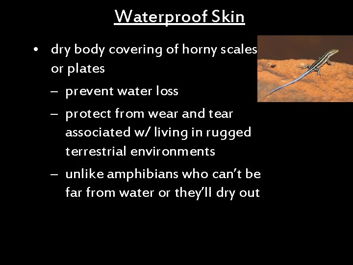 Waterproof Skin • dry body covering of horny scales or plates – prevent water