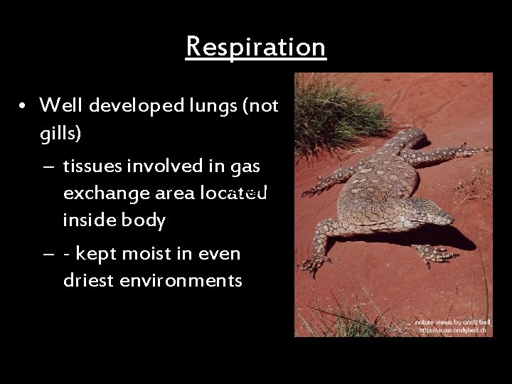 Respiration • Well developed lungs (not gills) – tissues involved in gas A. Respiration