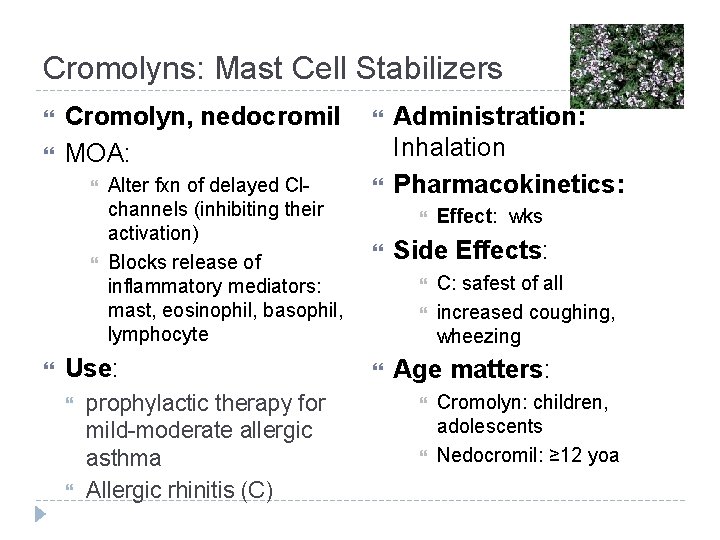 Cromolyns: Mast Cell Stabilizers Cromolyn, nedocromil MOA: Alter fxn of delayed Clchannels (inhibiting their