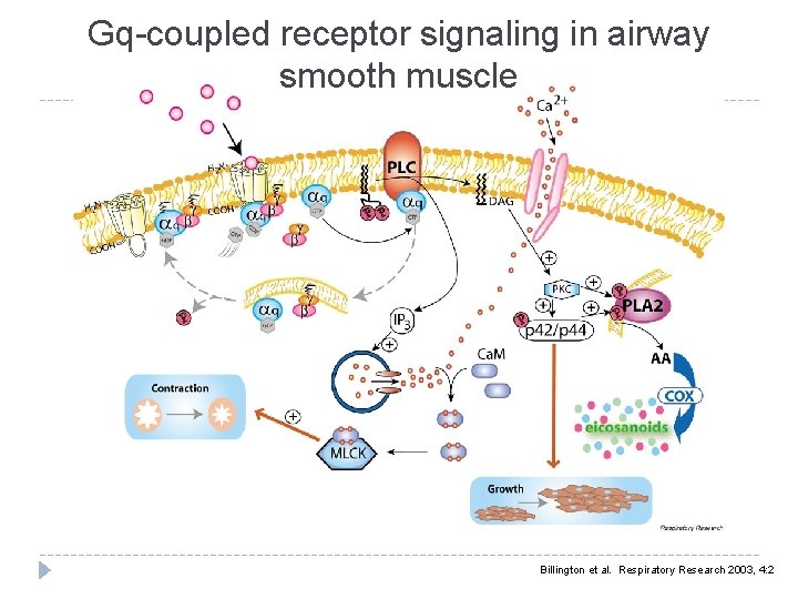 Gq-coupled receptor signaling in airway smooth muscle Billington et al. Respiratory Research 2003, 4: