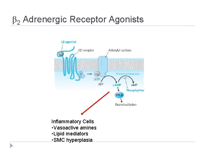 β 2 Adrenergic Receptor Agonists Inflammatory Cells • Vasoactive amines • Lipid mediators •