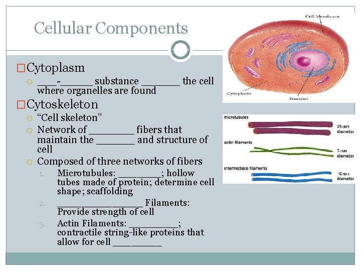 Cellular Components �Cytoplasm ___-_____ substance ______ the cell where organelles are found �Cytoskeleton “Cell