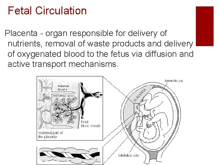 Fetal Circulation Placenta - organ responsible for delivery of nutrients, removal of waste products