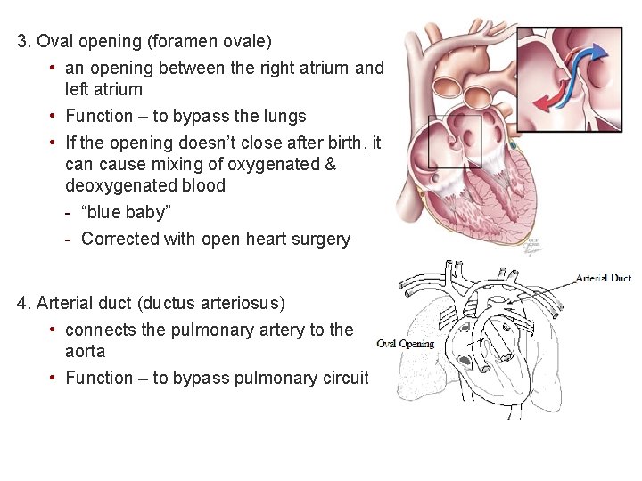 3. Oval opening (foramen ovale) • an opening between the right atrium and left
