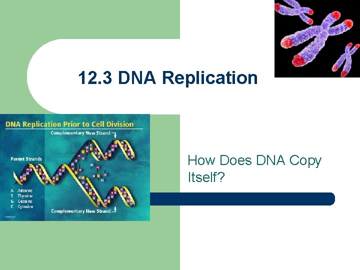 12. 3 DNA Replication How Does DNA Copy Itself? 