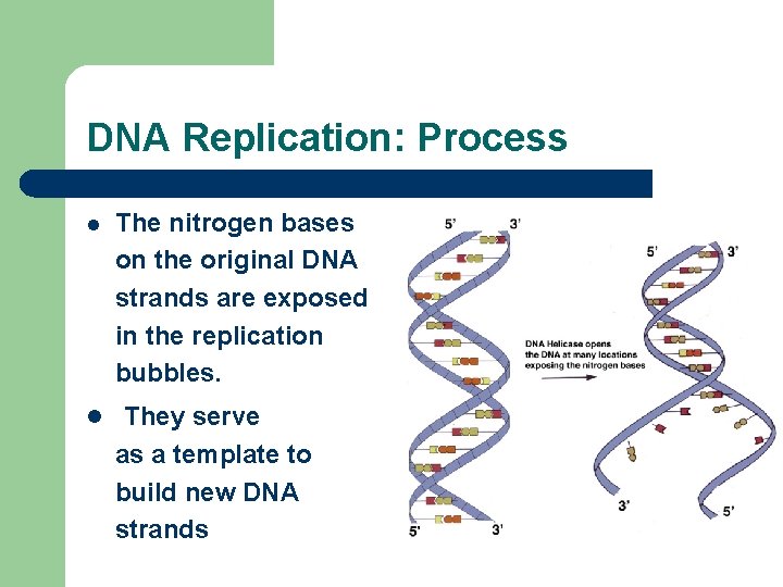 DNA Replication: Process l The nitrogen bases on the original DNA strands are exposed