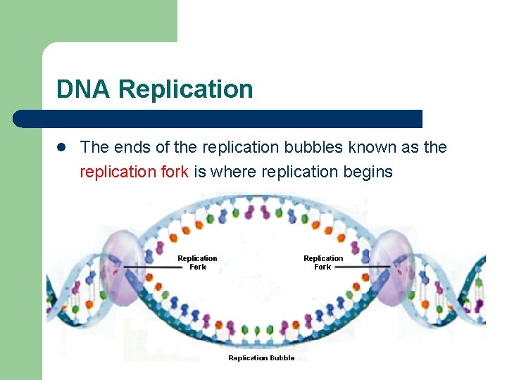 DNA Replication l The ends of the replication bubbles known as the replication fork