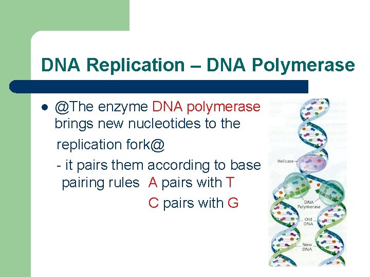 DNA Replication – DNA Polymerase l @The enzyme DNA polymerase brings new nucleotides to