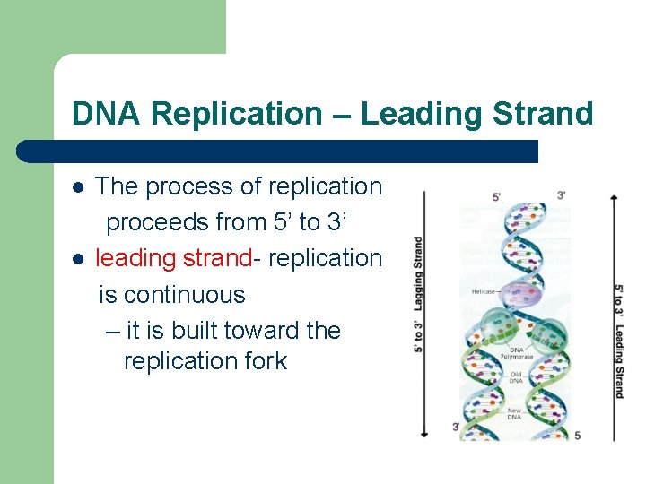 DNA Replication – Leading Strand l l The process of replication proceeds from 5’