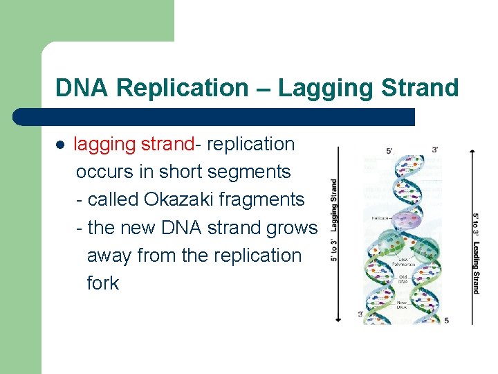 DNA Replication – Lagging Strand l lagging strand- replication occurs in short segments -