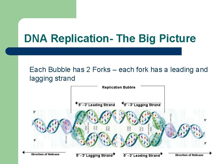 DNA Replication- The Big Picture Each Bubble has 2 Forks – each fork has