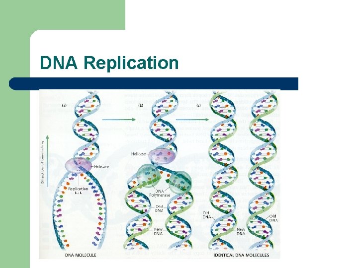 DNA Replication 