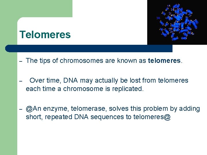 Telomeres – The tips of chromosomes are known as telomeres. – Over time, DNA