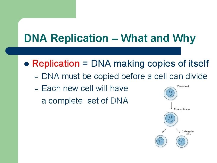 DNA Replication – What and Why l Replication = DNA making copies of itself