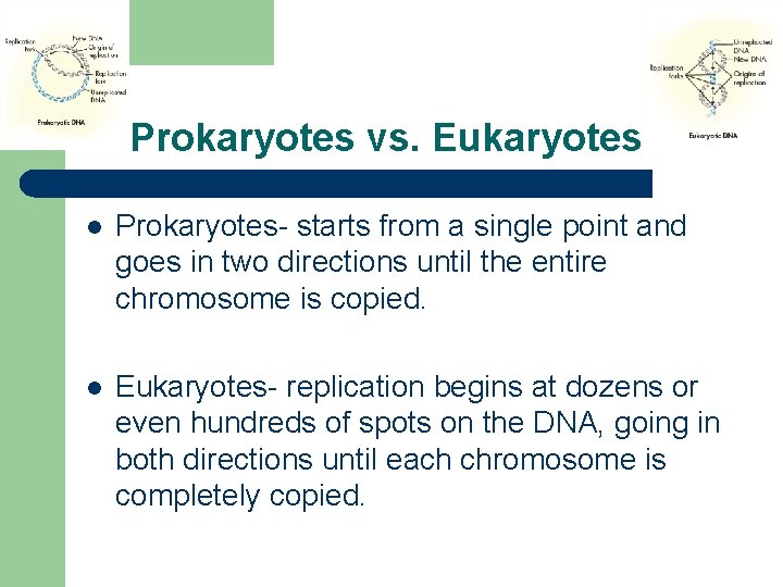 Prokaryotes vs. Eukaryotes l Prokaryotes- starts from a single point and goes in two