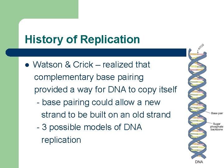 History of Replication l Watson & Crick – realized that complementary base pairing provided