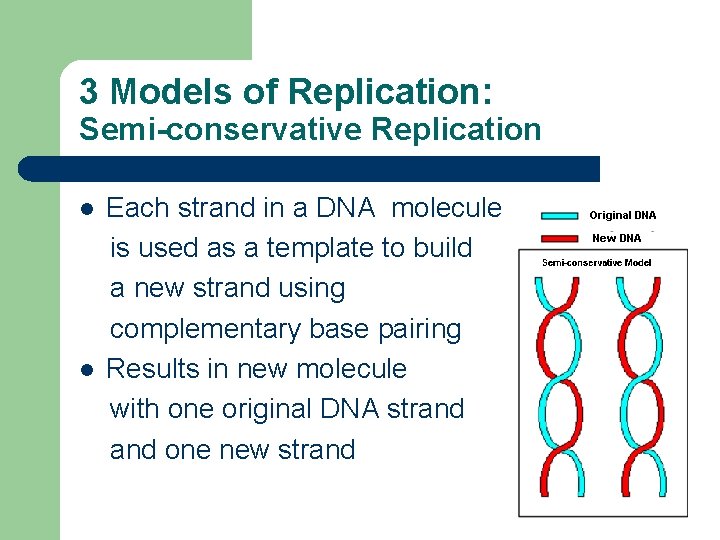 3 Models of Replication: Semi-conservative Replication l l Each strand in a DNA molecule