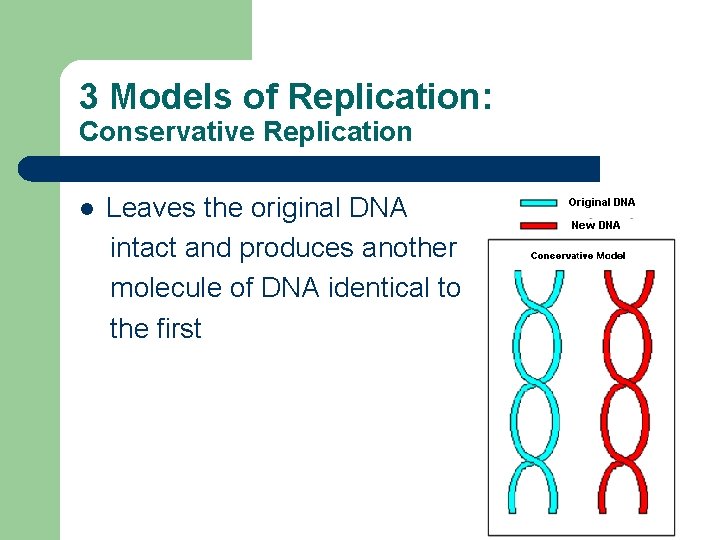 3 Models of Replication: Conservative Replication l Leaves the original DNA intact and produces