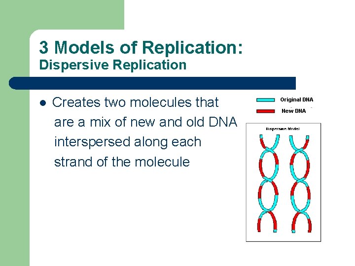 3 Models of Replication: Dispersive Replication l Creates two molecules that are a mix