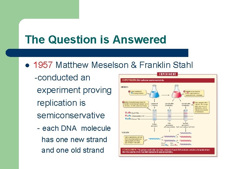 The Question is Answered l 1957 Matthew Meselson & Franklin Stahl -conducted an experiment