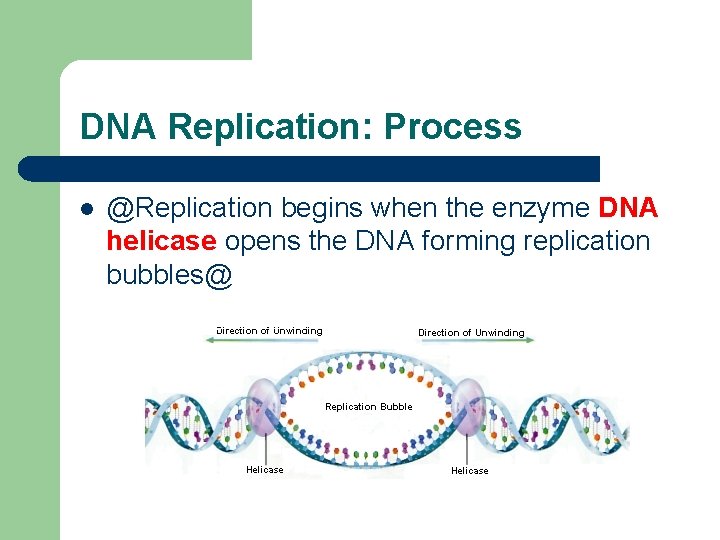 DNA Replication: Process l @Replication begins when the enzyme DNA helicase opens the DNA