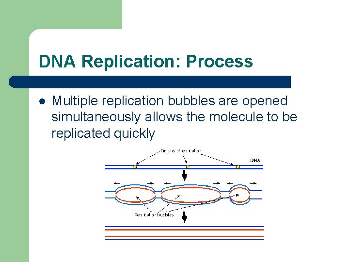 DNA Replication: Process l Multiple replication bubbles are opened simultaneously allows the molecule to