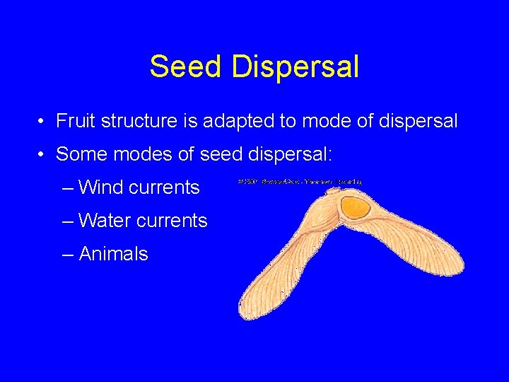 Seed Dispersal • Fruit structure is adapted to mode of dispersal • Some modes