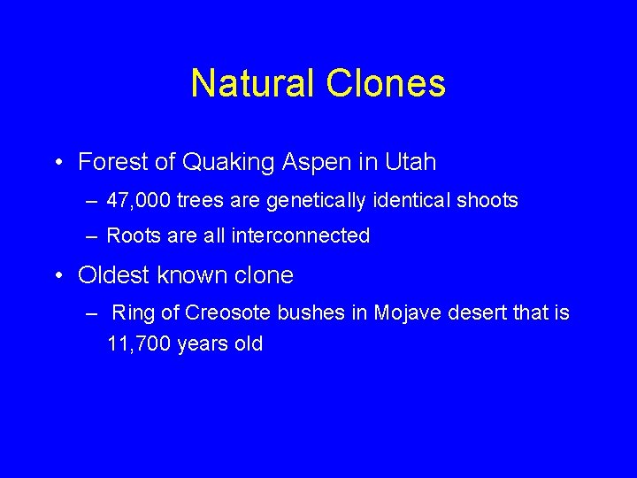 Natural Clones • Forest of Quaking Aspen in Utah – 47, 000 trees are