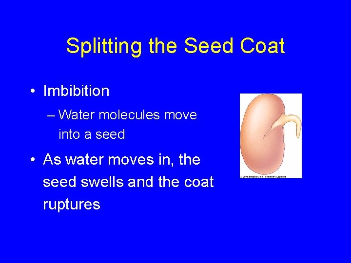 Splitting the Seed Coat • Imbibition – Water molecules move into a seed •