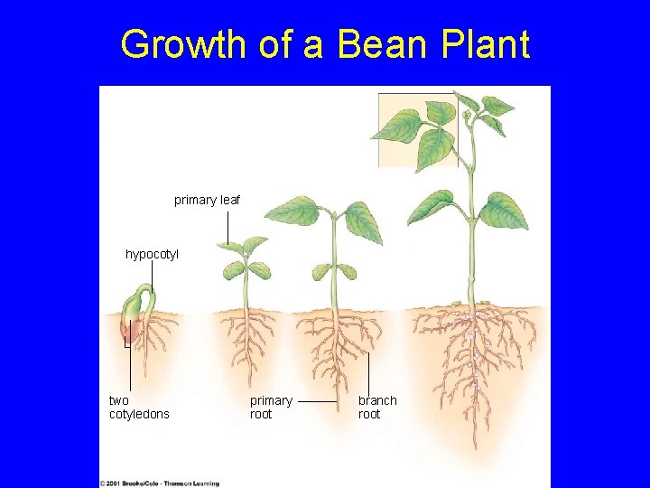 Growth of a Bean Plant primary leaf hypocotyl two cotyledons primary root branch root