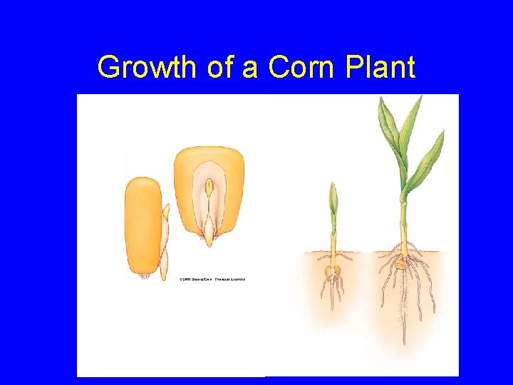 Growth of a Corn Plant 