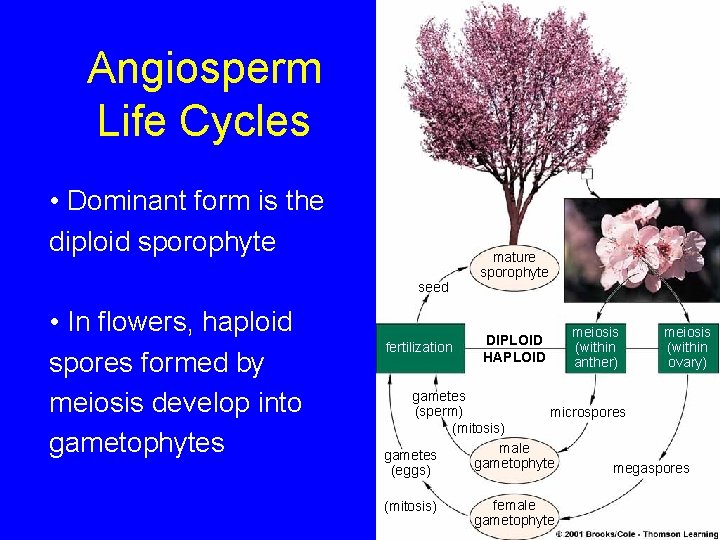 Angiosperm Life Cycles • Dominant form is the diploid sporophyte seed • In flowers,
