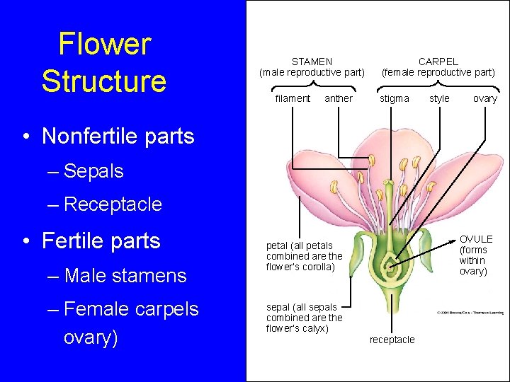 Flower Structure STAMEN (male reproductive part) filament anther CARPEL (female reproductive part) stigma style