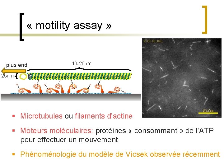  « motility assay » plus end 10 -20 mm 25 nm § Microtubules