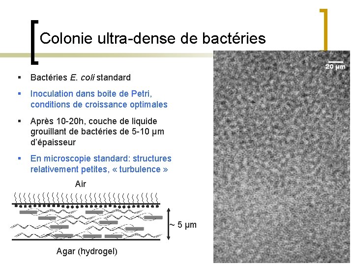 Colonie ultra-dense de bactéries § Bactéries E. coli standard § Inoculation dans boite de