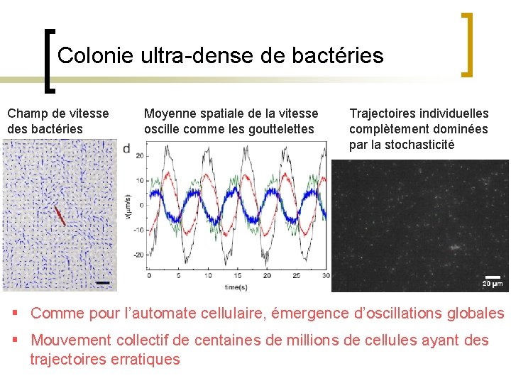 Colonie ultra-dense de bactéries Champ de vitesse des bactéries Moyenne spatiale de la vitesse