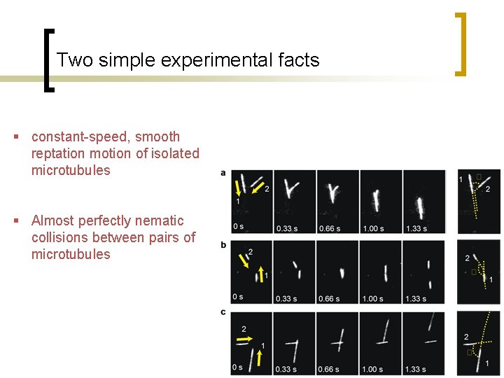 Two simple experimental facts § constant-speed, smooth reptation motion of isolated microtubules § Almost