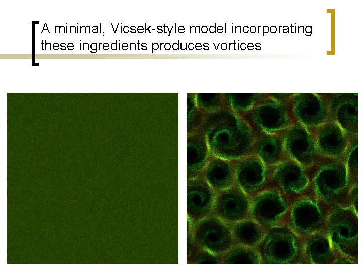 A minimal, Vicsek-style model incorporating these ingredients produces vortices 