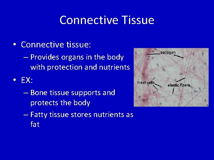 Connective Tissue • Connective tissue: – Provides organs in the body with protection and