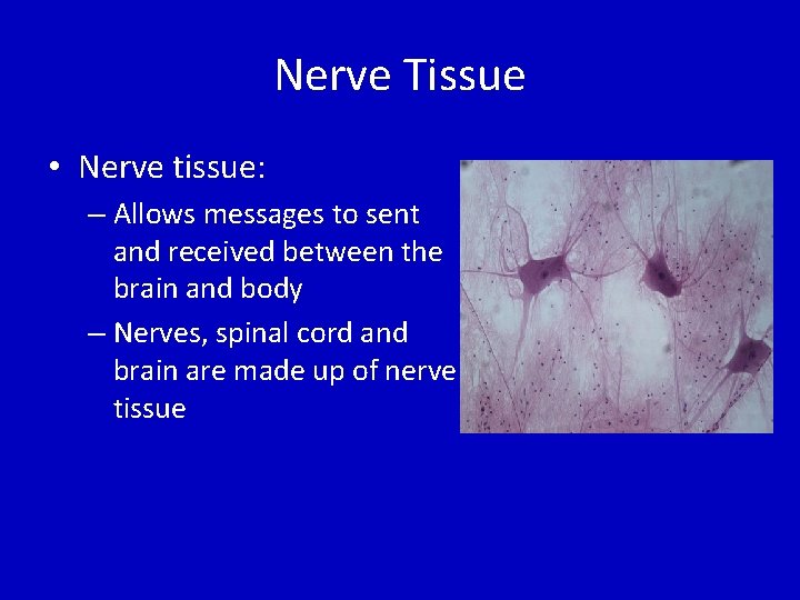 Nerve Tissue • Nerve tissue: – Allows messages to sent and received between the