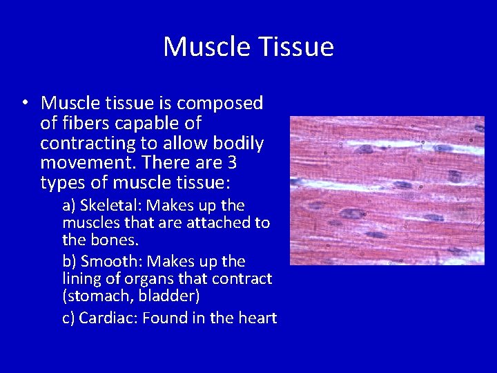 Muscle Tissue • Muscle tissue is composed of fibers capable of contracting to allow