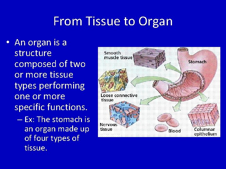 From Tissue to Organ • An organ is a structure composed of two or