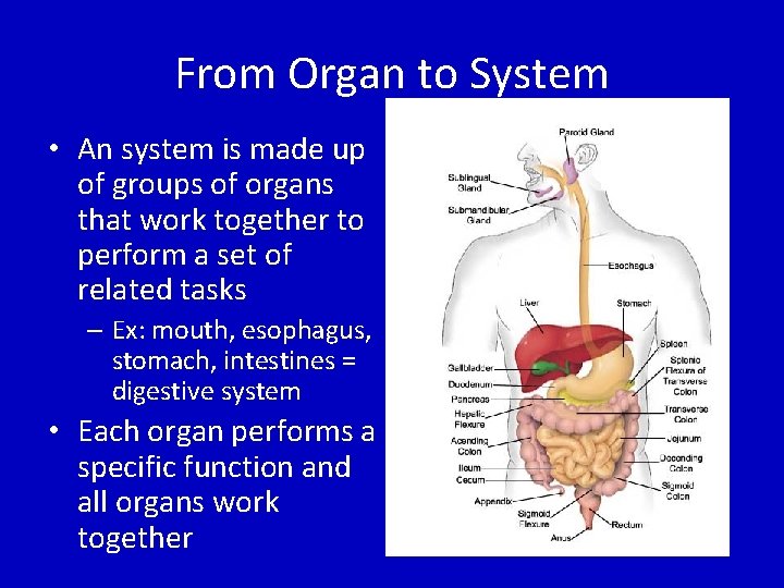 From Organ to System • An system is made up of groups of organs